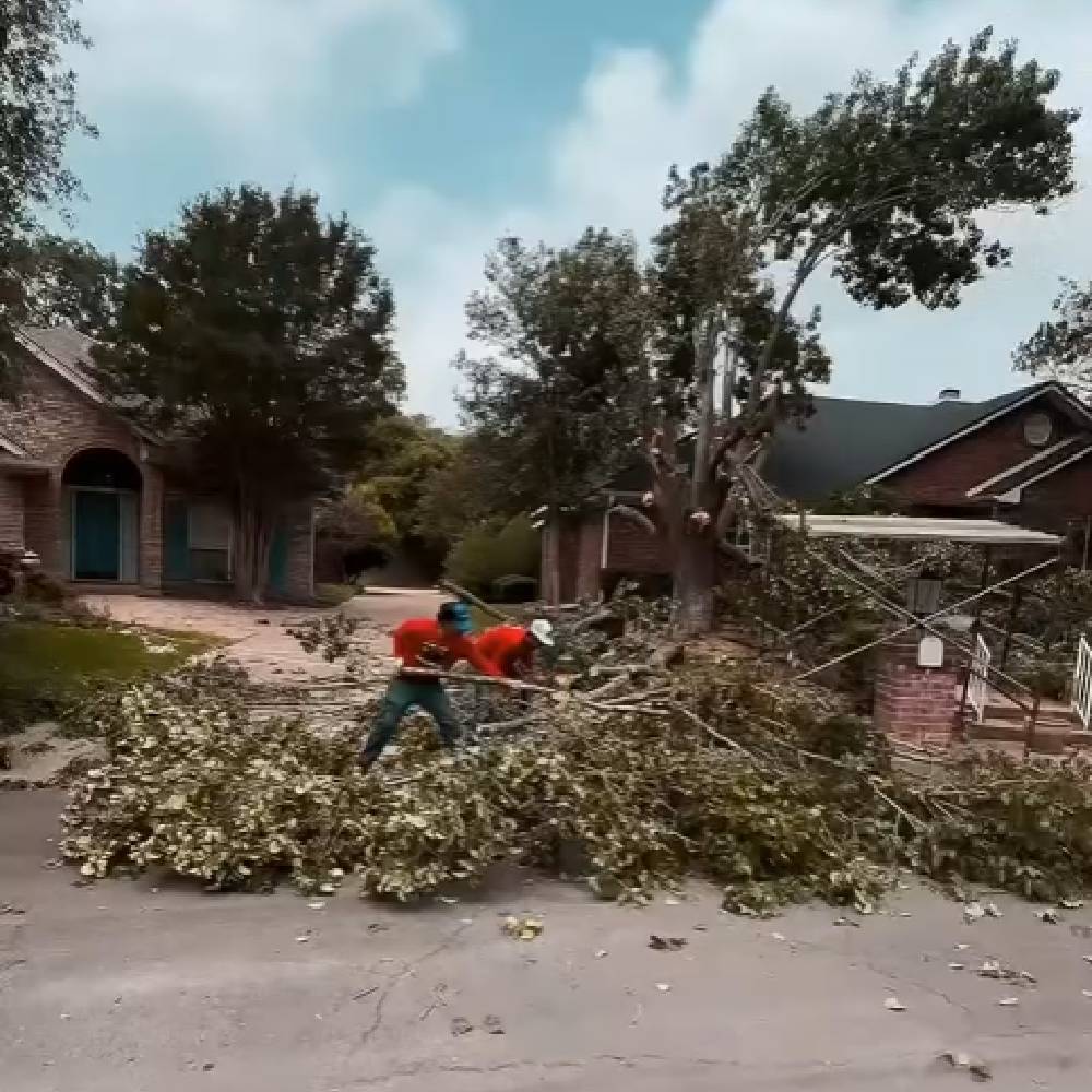 Tree Service 1
